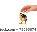 child wants to grab a chicken 79096674