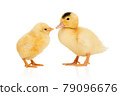 yellow chick kisses a duckling 79096676