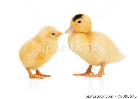 yellow chick kisses a duckling yellow chick kisses a duckling 79096676