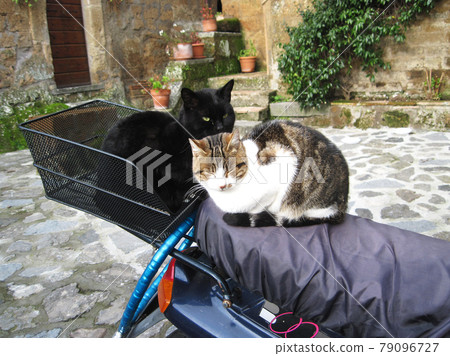 Stray cat in Civita village, Italy Stray cat in Civita village, Italy 79096727