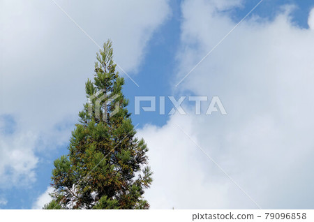 Autumn at the top of a cedar tree 79096858