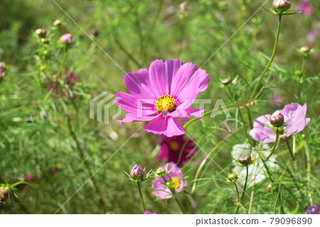 Cosmos Cosmos 79096890