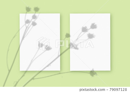 Natural light casts shadows from the plant on two vertical sheets of white textured paper format, lying on a green textured background. Mockup 79097128
