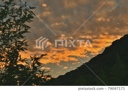 Evening grass 79097171
