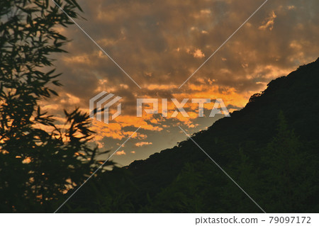 Evening grass Evening grass 79097172