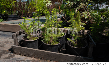 A row of pots with sprouts of coniferous trees. Agricultural store 79097174