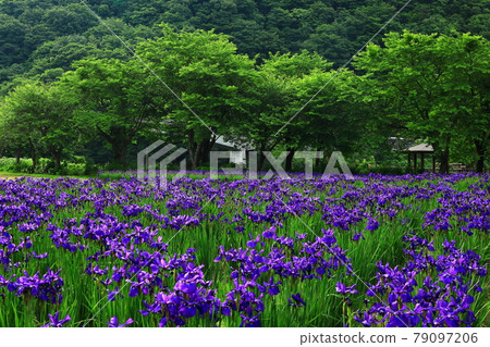 夏季金州湖畔的阿亞明 79097206