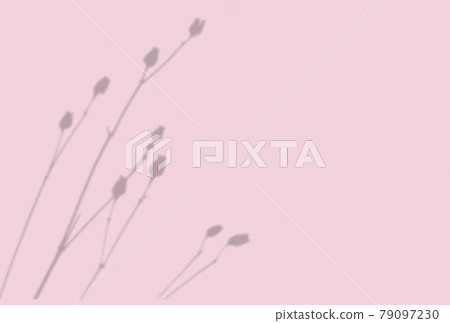 Summer background of plant shadows. Shadow of an exotic plant on a pink wall. Mockup 79097230