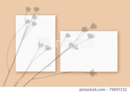 Natural light casts shadows from the plant on two sheets of white textured paper format, lying on a beige textured background. Mockup 79097232