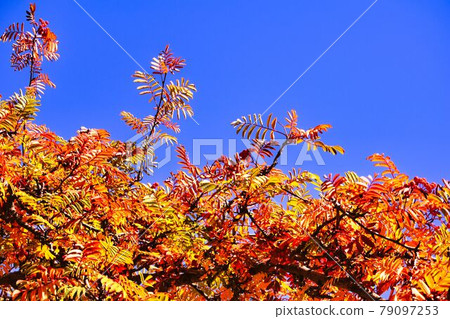 藍天、秋樹和紅果 藍天、秋樹和紅果 79097253