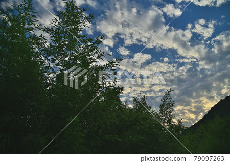 Evening grass Evening grass 79097263
