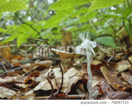 Monotropastrum humilis 原產於信州加谷平原高原 Monotropastrum humilis 原產於信州加谷平原高原 79097721