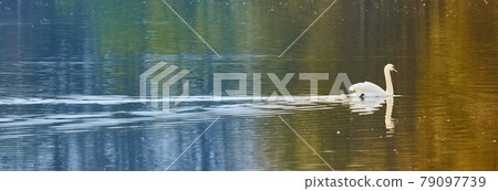 White swan swims over the surface of a lake, row of pictures with meditative effect, lots of free space, copy space 79097739