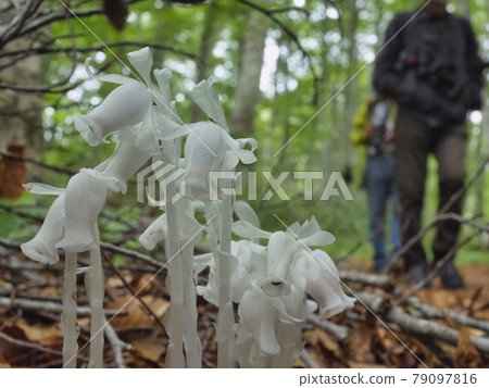 Monotropastrum humilis native to the plain plateau of Shinshu Kaya 79097816