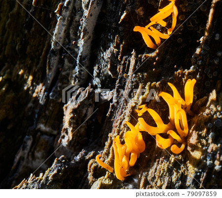 Yellow goatee beard (Ramaria aurea), a glowing tiny coral fungus on a dark tree trunk Yellow goatee beard (Ramaria aurea), a glowing tiny coral fungus on a dark tree trunk 79097859