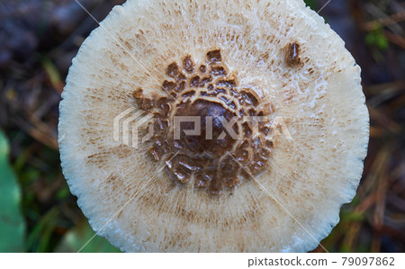 Scaly hat of a light grey mushroom with a dark centre taken from above Scaly hat of a light grey mushroom with a dark centre taken from above 79097862