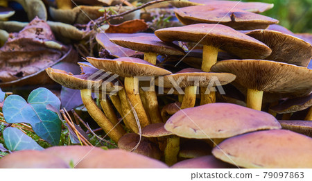 Collection of brown fan-shaped mushrooms , close-up view Collection of brown fan-shaped mushrooms , close-up view 79097863