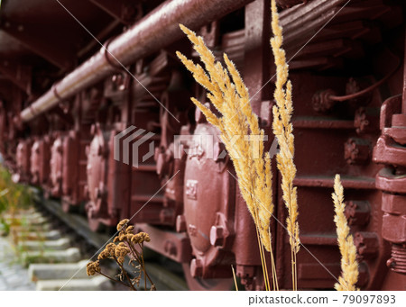 Yellow reed grass in bloom in front of a deliberately blurred background with a red historic locomotive 79097893