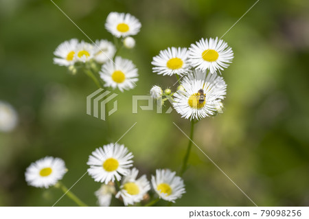 一隻蜜蜂吮吸著姬俊花的花蜜 79098256
