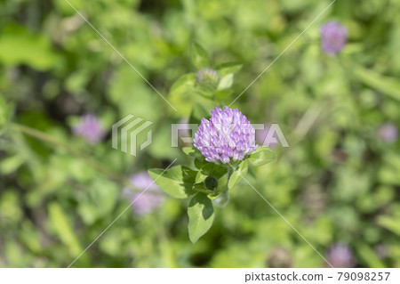 路邊盛開的野草花（紅三葉草） 79098257