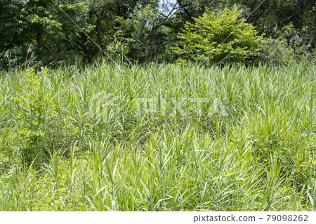 夏季草地景觀 夏季草地景觀 79098262