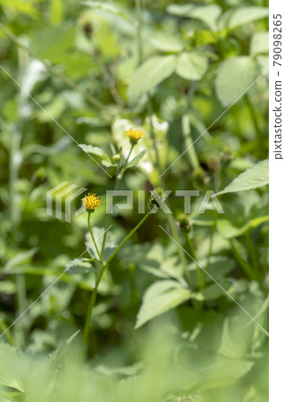 生長在空地和草地的雜草花(Kosendangusa) 生長在空地和草地的雜草花(Kosendangusa) 79098265