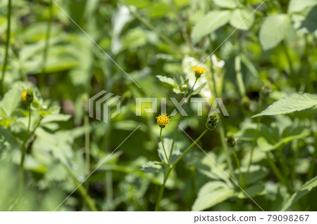 生長在空地和草地的雜草花(Kosendangusa) 生長在空地和草地的雜草花(Kosendangusa) 79098267