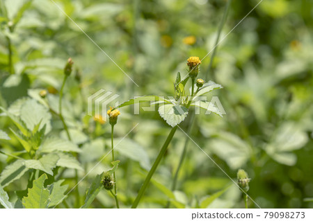 生長在空地和草地的雜草花(Kosendangusa) 生長在空地和草地的雜草花(Kosendangusa) 79098273