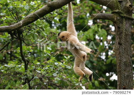 The image of the small fluffy monkey The image of the small fluffy monkey 79098274