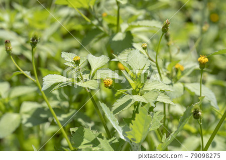 Weed flowers growing in vacant lots and grassy areas (Kosendangusa) Weed flowers growing in vacant lots and grassy areas (Kosendangusa) 79098275