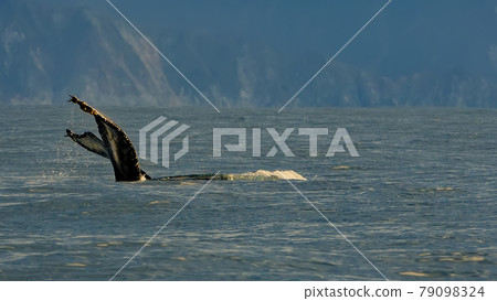 Selective focus. Humpback whale swimming in the Pacific Ocean, tail of the whale diving 79098324