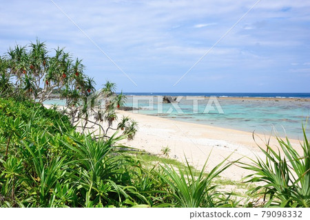 Amami Oshima: Vividly growing Adan and the blue sea Amami Oshima: Vividly growing Adan and the blue sea 79098332