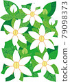 Gardenia flowers 79098373