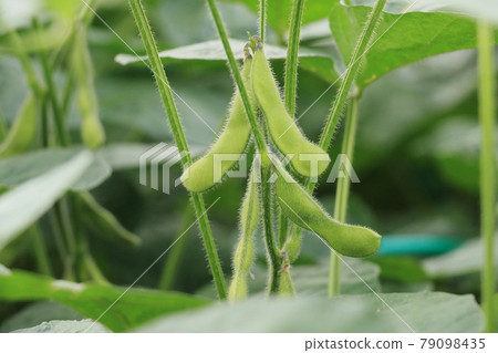 Good harvest edamame beer companion fresh vegetables Good harvest edamame beer companion fresh vegetables 79098435