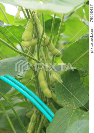 Good harvest edamame beer companion fresh vegetables Good harvest edamame beer companion fresh vegetables 79098437