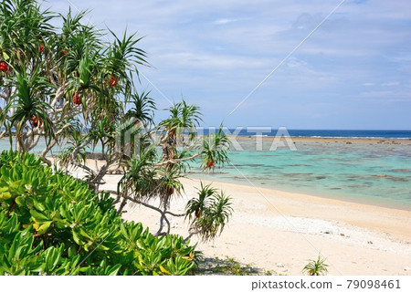 Amami Oshima: Vividly growing Adan and the blue sea Amami Oshima: Vividly growing Adan and the blue sea 79098461