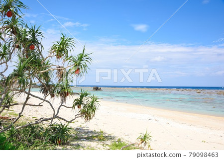 奄美大島：生機勃勃的阿丹和蔚藍的大海 79098463