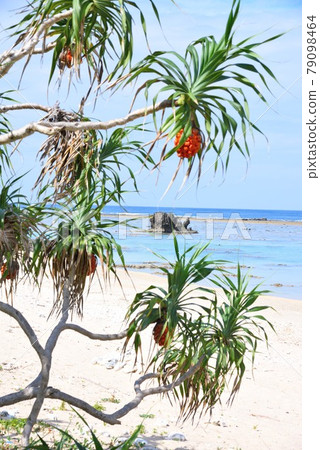 奄美大島：生機勃勃的阿丹和蔚藍的大海 79098464