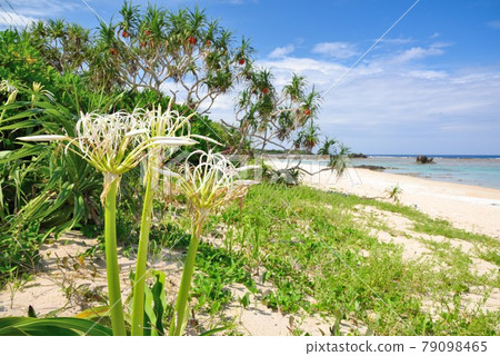 Amami Oshima: Vividly growing Adan and the blue sea 79098465