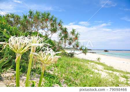 Amami Oshima: Vividly growing Adan and the blue sea 79098466