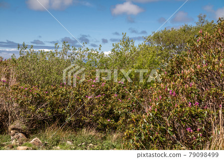 Rhododendron has invided County Sligo in Ireland Rhododendron has invided County Sligo in Ireland 79098499