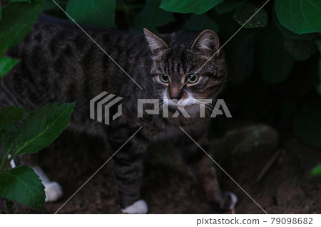 Beautiful domestic cat walking among green grass Beautiful domestic cat walking among green grass 79098682
