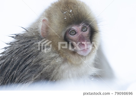 Japanese macaques 79098696