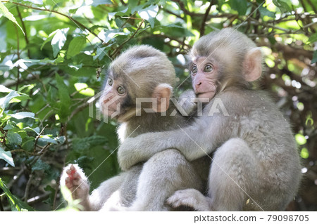 Japanese macaques 79098705