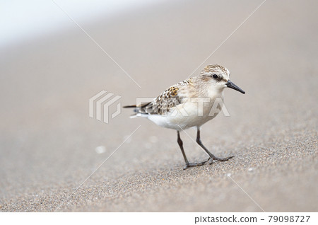Red-necked stint (Hokkaido) walking along the beach Red-necked stint (Hokkaido) walking along the beach 79098727