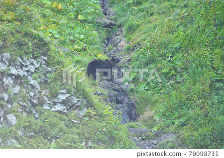 A brown bear that appeared in Shiretoko no Sawa (Hokkaido) A brown bear that appeared in Shiretoko no Sawa (Hokkaido) 79098731
