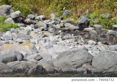 出現在知床之澤(北海道)的棕熊 出現在知床之澤(北海道)的棕熊 79098732