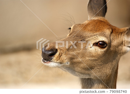 The large image of a head of a brown small deer The large image of a head of a brown small deer 79098740