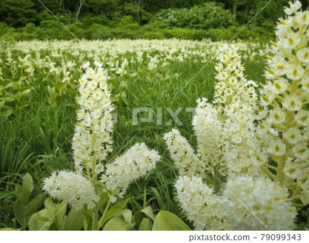 Veratrum stamineum in the Hirakita Dobu Marsh of Joshinetsu Kaya Veratrum stamineum in the Hirakita Dobu Marsh of Joshinetsu Kaya 79099343