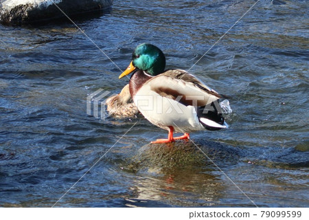 Mallard waterfowl, a bird with a prominent metallic green Mallard waterfowl, a bird with a prominent metallic green 79099599